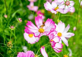 pequeño abeja polen cosmos flor foto