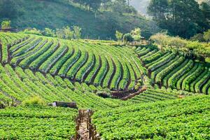 Strawberry plantation mountain stairs beautiful photo