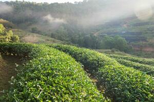 té plantación hermosa natural foto