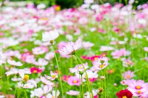 cosmos flor blanco rosado campo foto