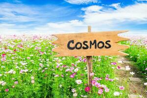 Cosmos flower white pink color wooden sign in field photo