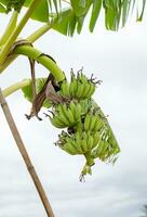 Raw bananas hanging on tree photo