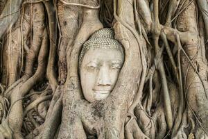 Buda cabeza estatua dentro bodhi árbol foto