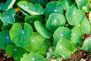 Lotus clump green leaf photo