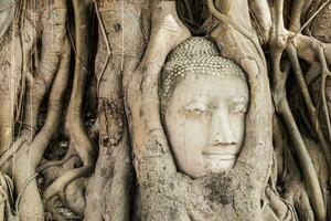 Buddha head statue inside bodhi tree photo