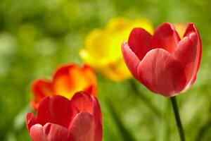 Red tulips bloom brightly photo