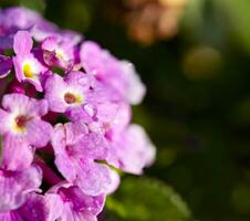 Lilac spring flowers photo