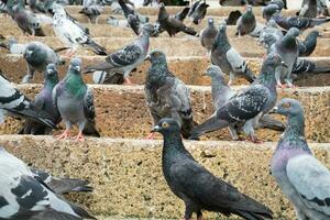 Pigeon many group stand photo