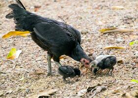 Chicken family black and white photo