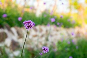 Verbena purple flower closeup photo