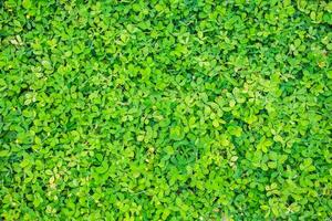 Green beanstalk leaves background photo