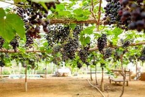 Grape bunch fruit in vineyard photo
