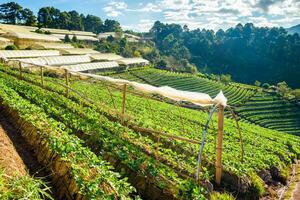 Terrace farming steep hi-res stock photography and images - Alamy