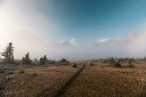 Mount Assiniboine in foggy on autumn forest in the morning at provincial park photo