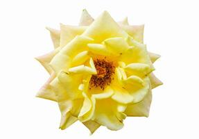 Rose yellow blooming on white background photo