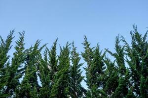 pico pino árbol en cielo foto