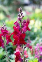 Snapdragon,scrophulariaceae,red flower beautiful photo