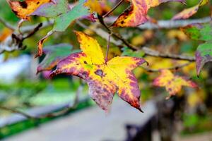 Maple single dry sear leaf beautiful on branch photo