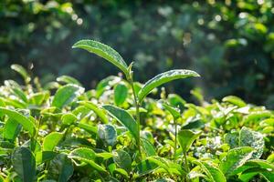Tea leaf dew shoots in farm photo