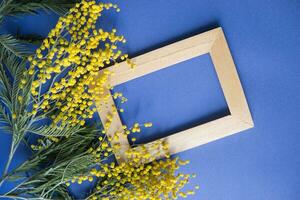 Spring concert. Mimosa and gold frame on blue background. Mimosa close-up. Happy spring. photo