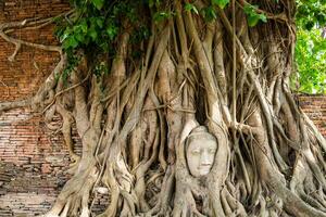 Buddha head statue inside bodhi tree photo