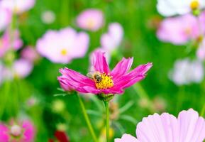 pequeño abeja polen cosmos flor foto