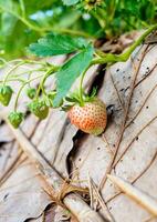 Strawberry plant fruit photo