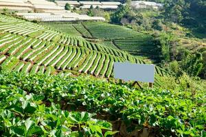 Strawberry platation mountain stairs photo