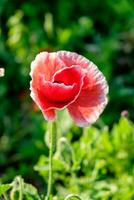 amapola flor soltero rojo blanco luz de sol brillante foto