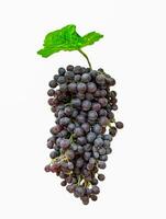 Purple bunch grape with green leaf photo