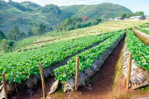 Strawberry platation mountain stairs beautiful photo