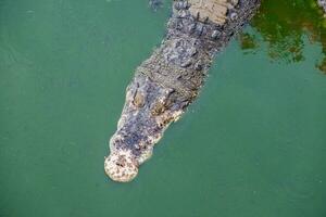 Big crocodile in pond photo