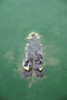 Big crocodile in pond photo