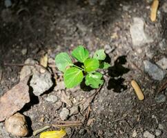 planta verde joven brote creciente en suelo foto