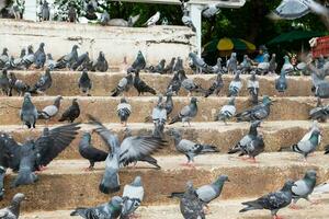 Pigeon many group stand photo