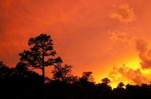 Tropical sea sunset tree sky view background photo