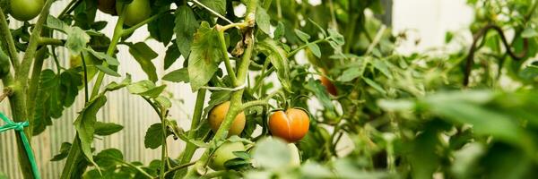 Tomatoes are hanging on a branch in the greenhouse. photo