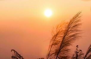 Tropical sea sunset tree sky view background photo