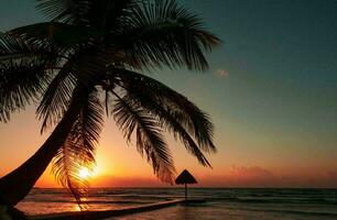 tropical mar puesta de sol árbol cielo ver antecedentes foto