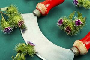 Burdock plant or milk thistle. photo