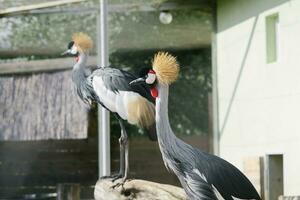 Beautiful Crowned cranes at the zoo photo