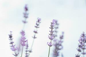 Lavender flowers with selective focus against the sky. Floral background for copy space photo