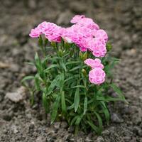 Beautiful pink flowers of border low carnation summer garden photo