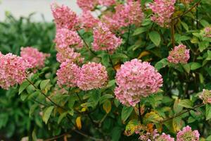 Inflorescences of pink paniculate hydrangea in summer in the garden photo