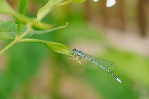 The blue cube bearing dragonfly is sitting on a leaf of grass photo