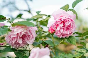 hermosas y delicadas flores de rosa rosa maría rosa en el jardín de verano foto