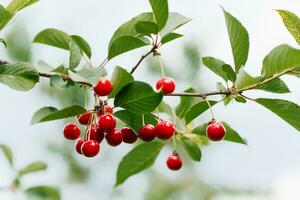 Ripe red organic cherry grows on a branch in the garden photo