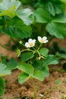 Organic strawberry flowers in the garden in spring photo