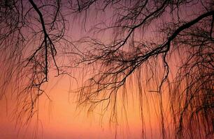 tropical mar puesta de sol árbol cielo ver antecedentes foto