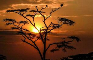 Tropical sea sunset tree sky view background photo